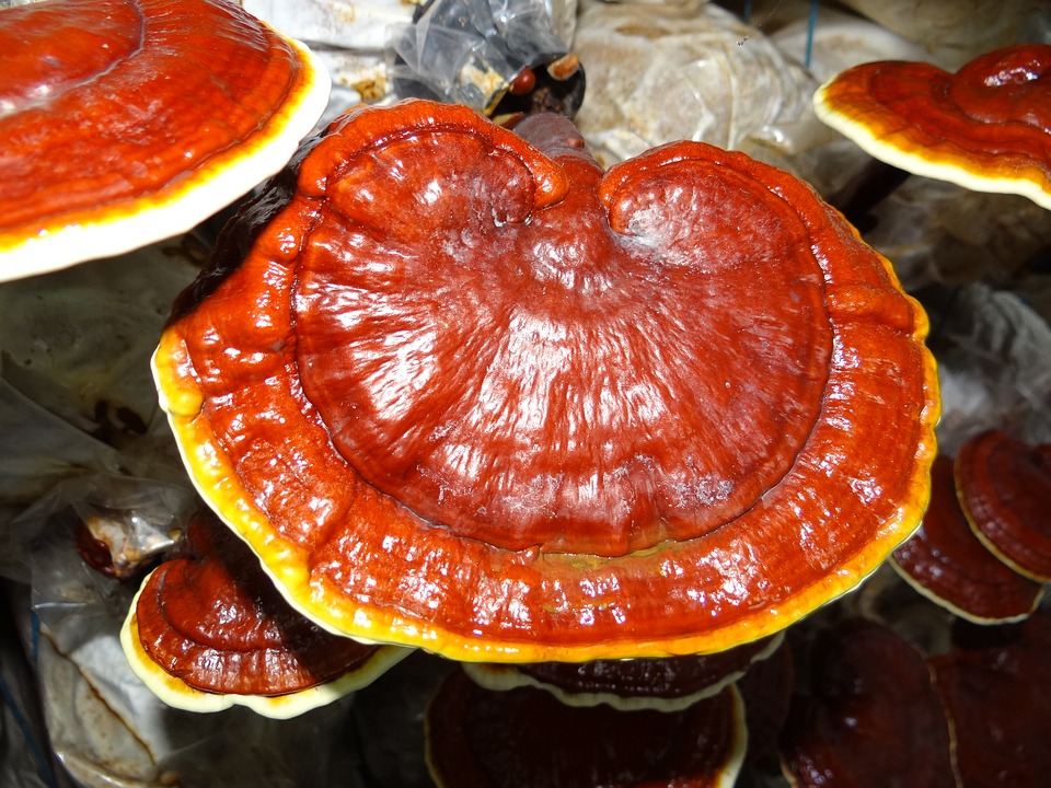 Ciuperca Ganoderma lucidum sau lingurita - zanei